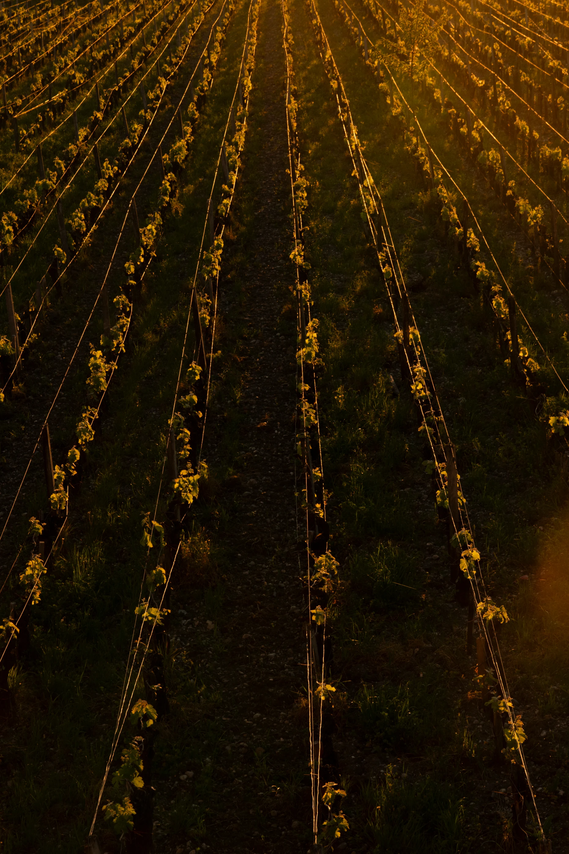 Vue aérienne des rangs de vigne et des couverts végétaux de Château Palmer dans la lumière dorée du soir.