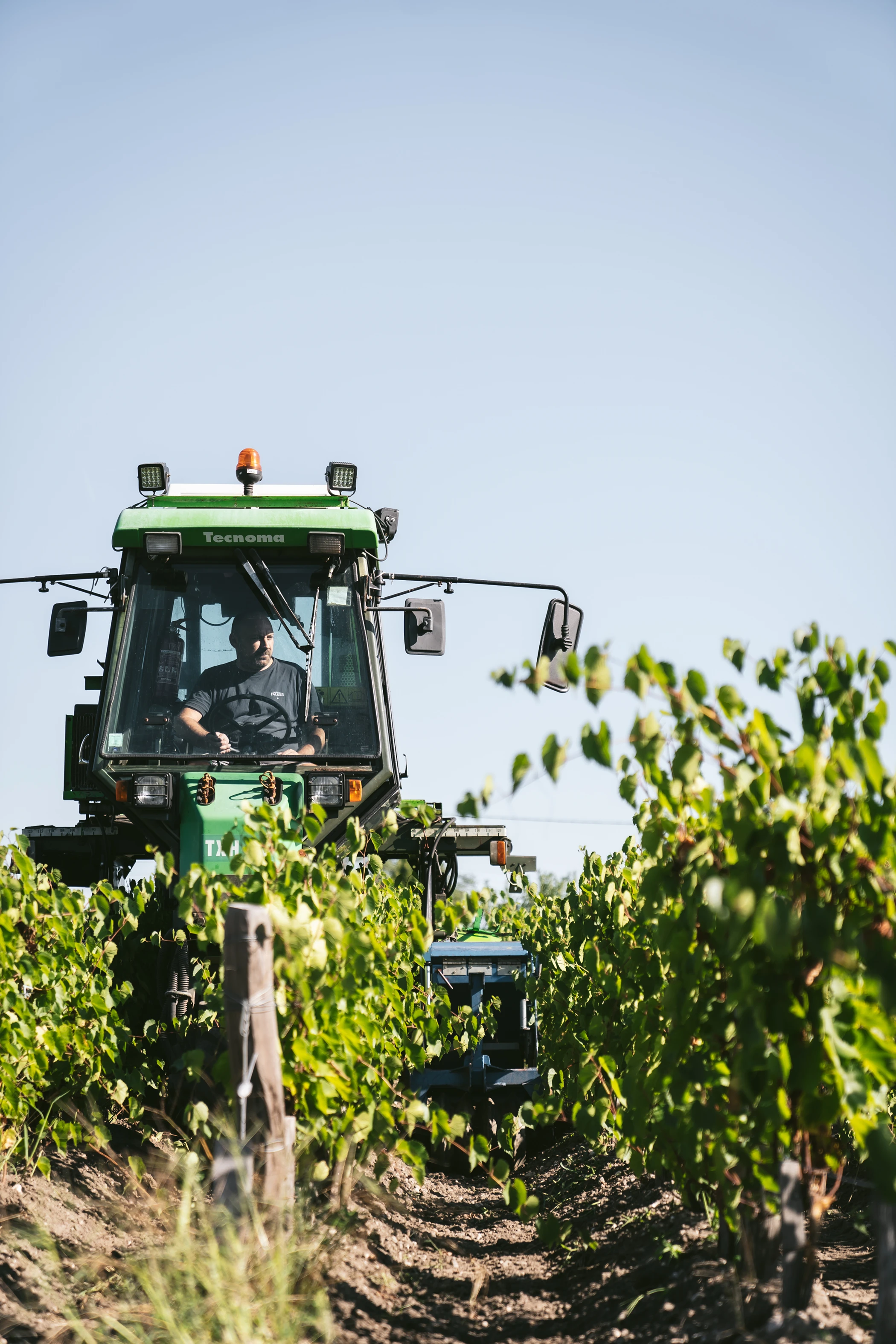 Un tracteur sème les couverts végétaux entre les rangs de vigne de Château Palmer.