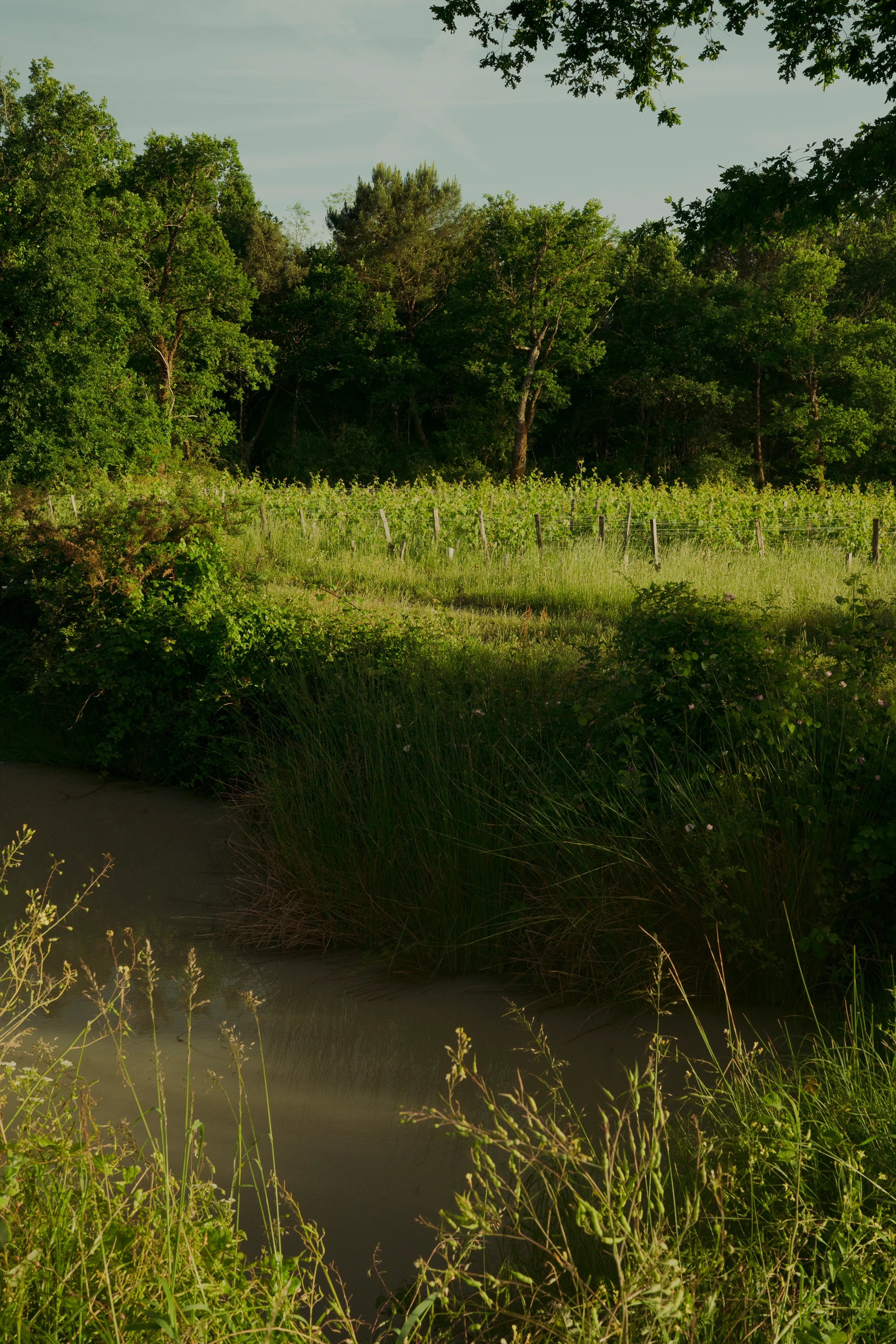 Une parcelle de vigne de Château Palmer bordée d’eau et d’une végétation dense.
