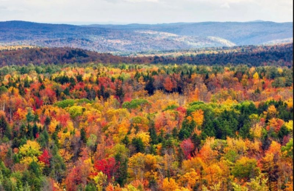 Ekonomija lišća i biznis lekcija