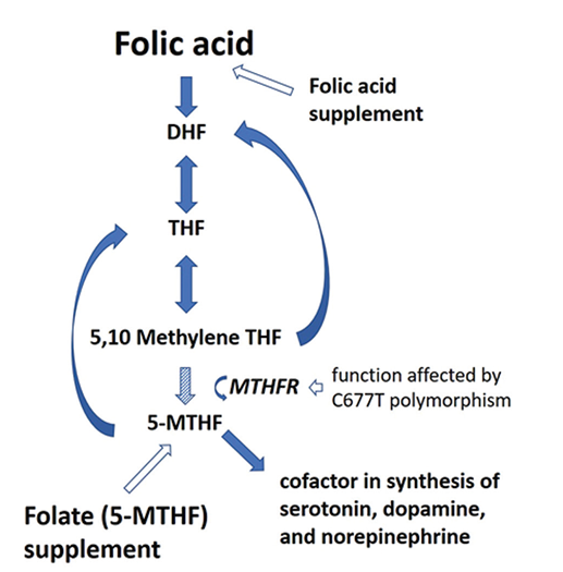 A diagram of a folic acidAI-generated content may be incorrect.