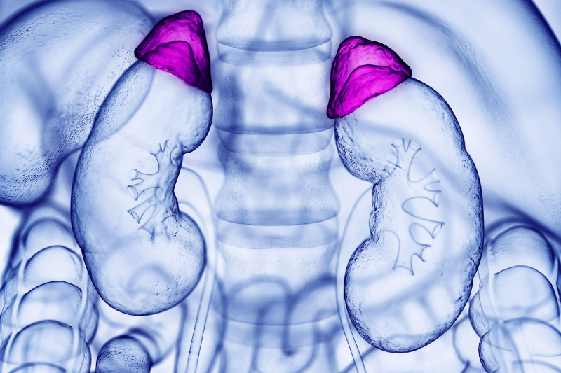 The adrenal glands are highlighted in bright pink atop the kidneys in this anatomical illustration.