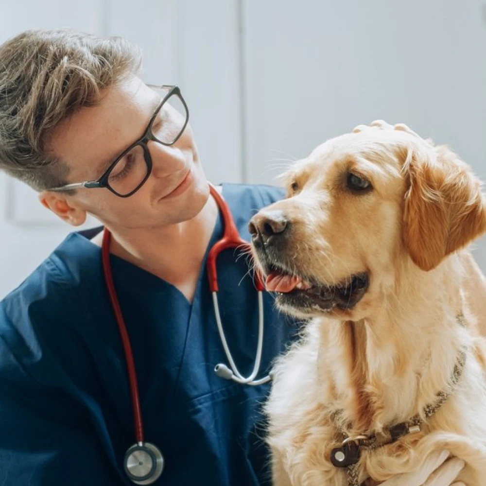 integramed médicos veterinarios