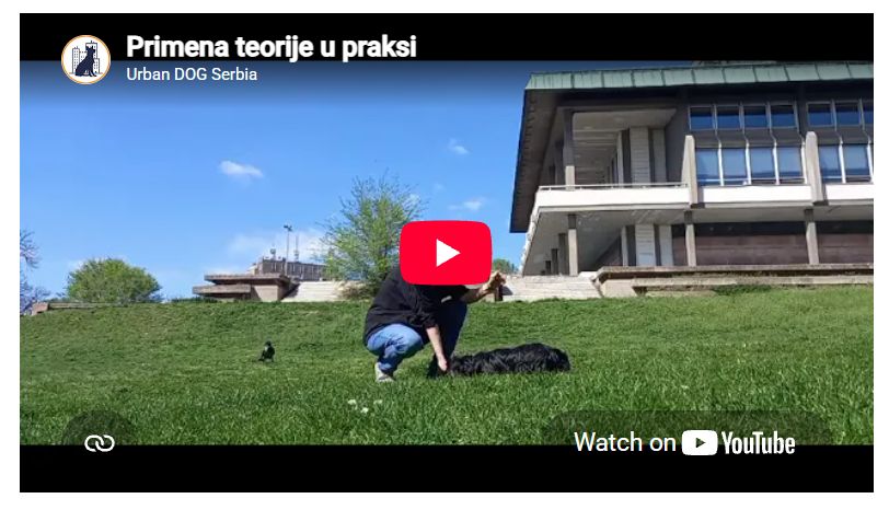 Dipl. psihol. Bojana Mitrović sa mešankom Živkom primenjuje teoriju u praksi, kod Narodne biblioteke.