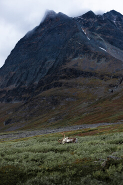 A reindeer bull is roaming under Kebnekaise mountain