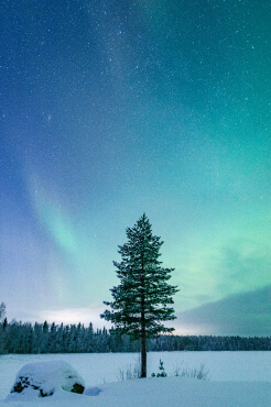 A standing-alone tree in front of aurora borealis