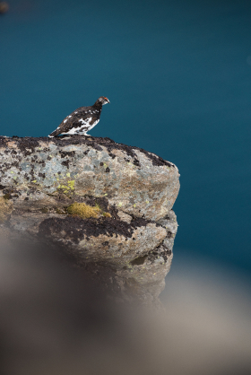 A rock ptarmigan standing at the edge of a cliff