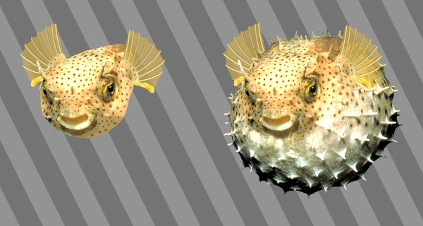 Two pufferfish.