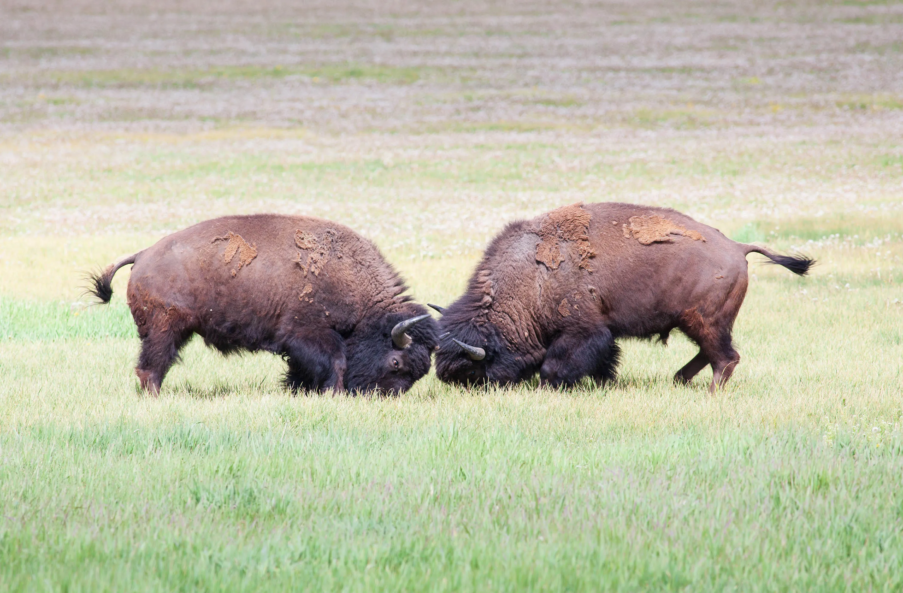 Wildlife viewing on a guided Yellowstone safari tour