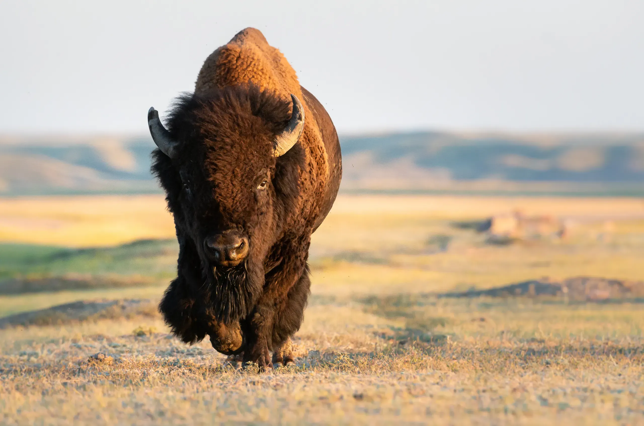 Bison grazing above the Yellowstone River in Hayden Valley