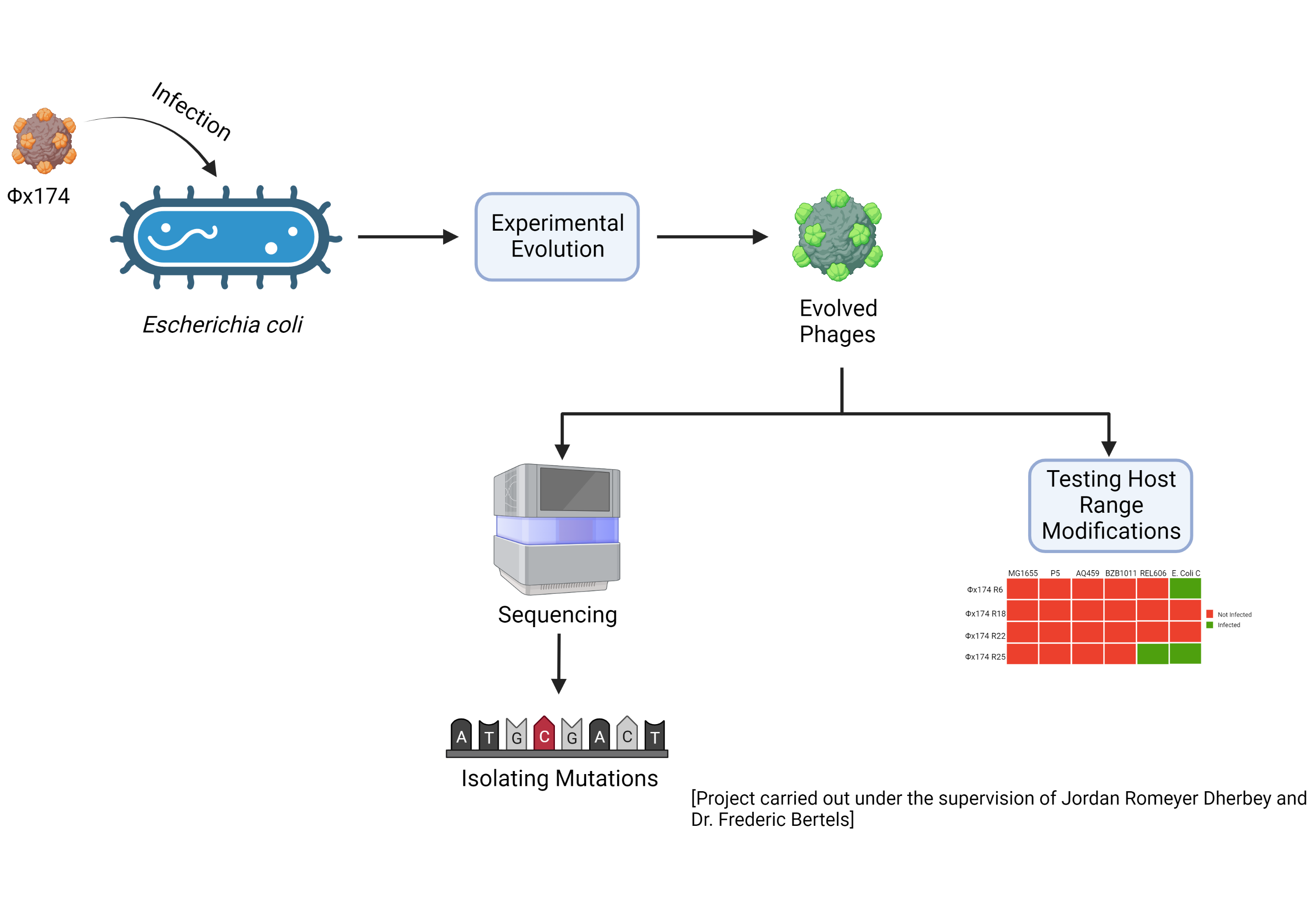 A visual abstract on the project on phix174 with Dr. Frederic Bertels
