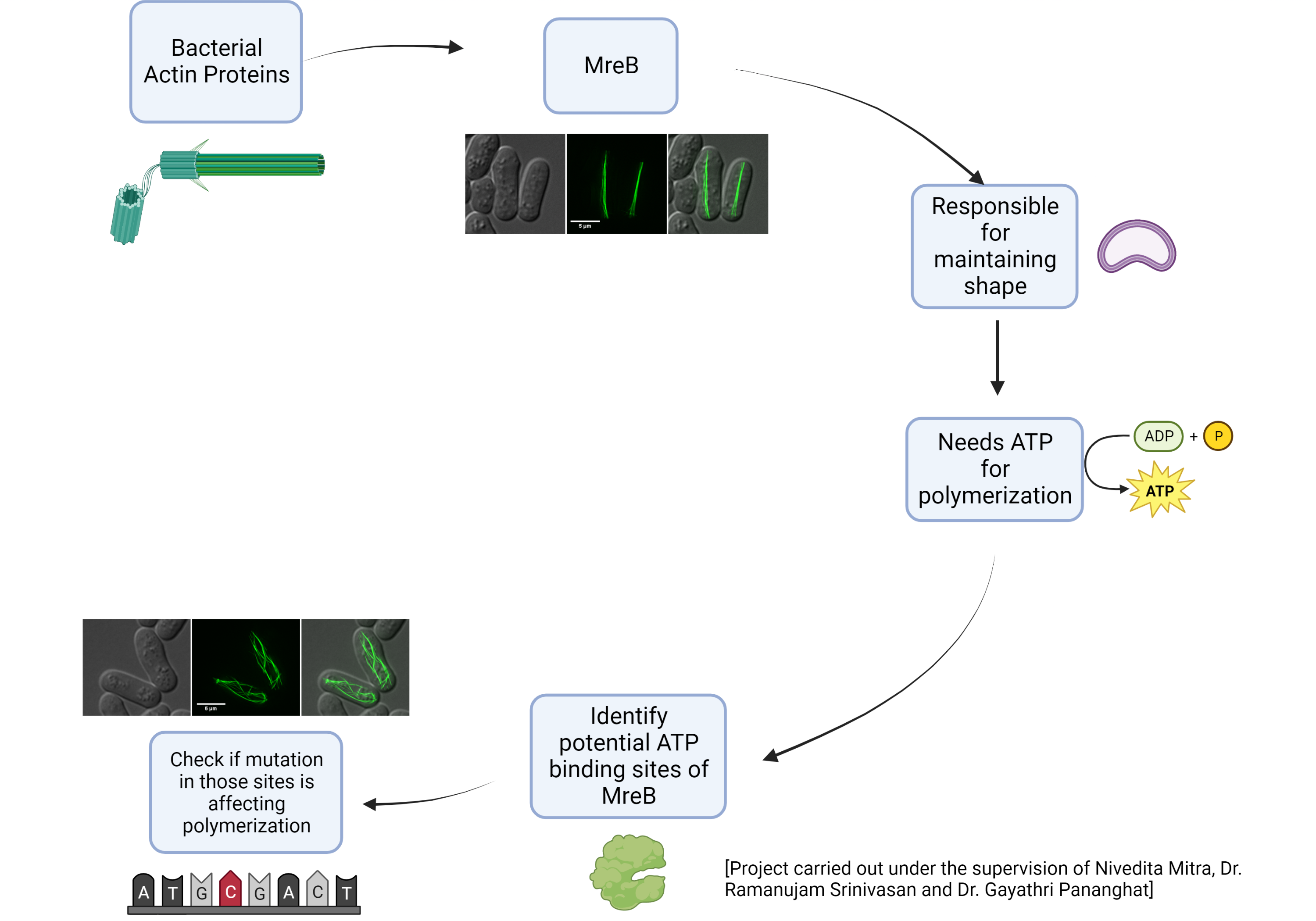 A visual abstract on the project on MreB with Dr. Ramanujam Srinivasan