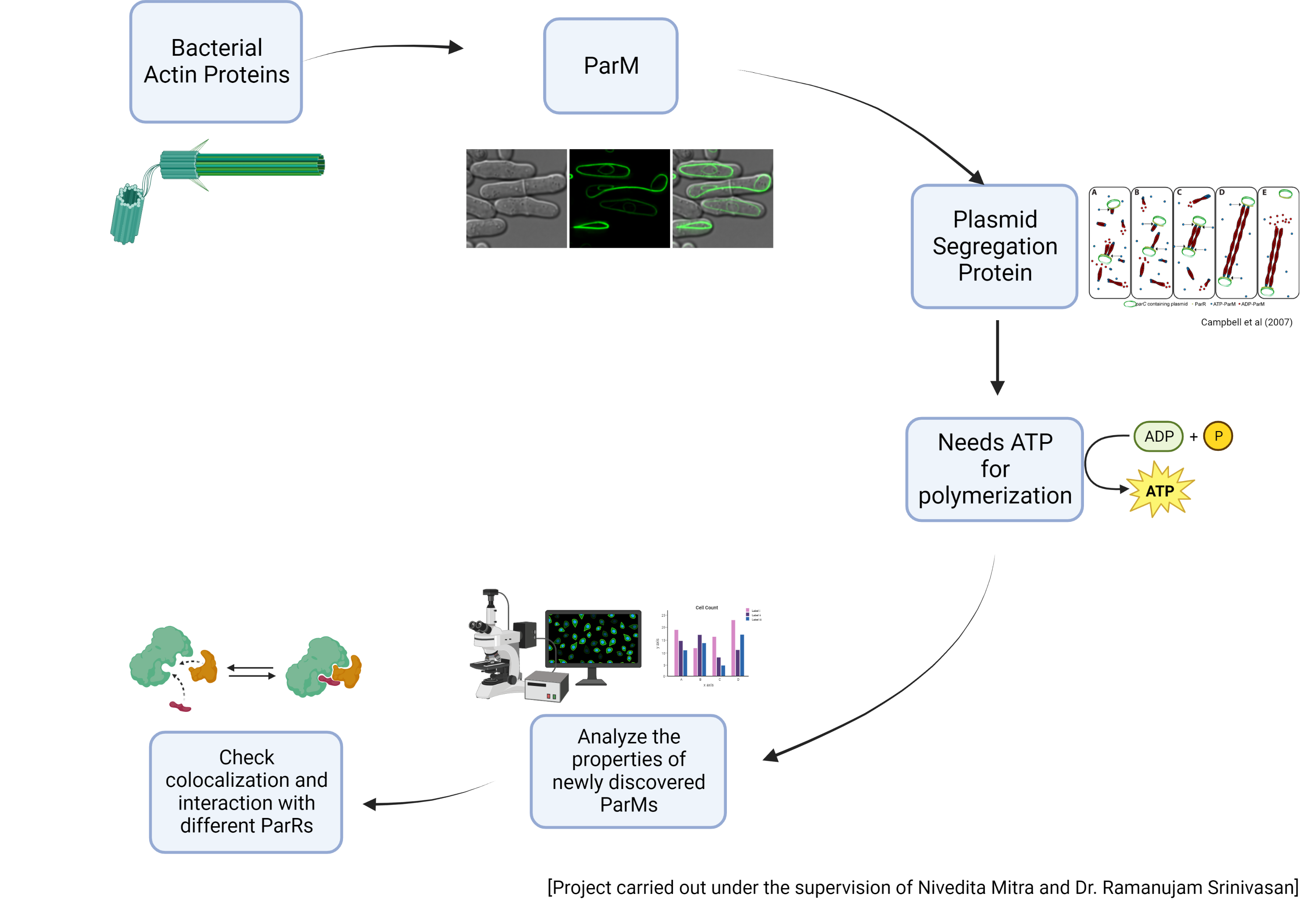 A visual abstract of the project on ParM