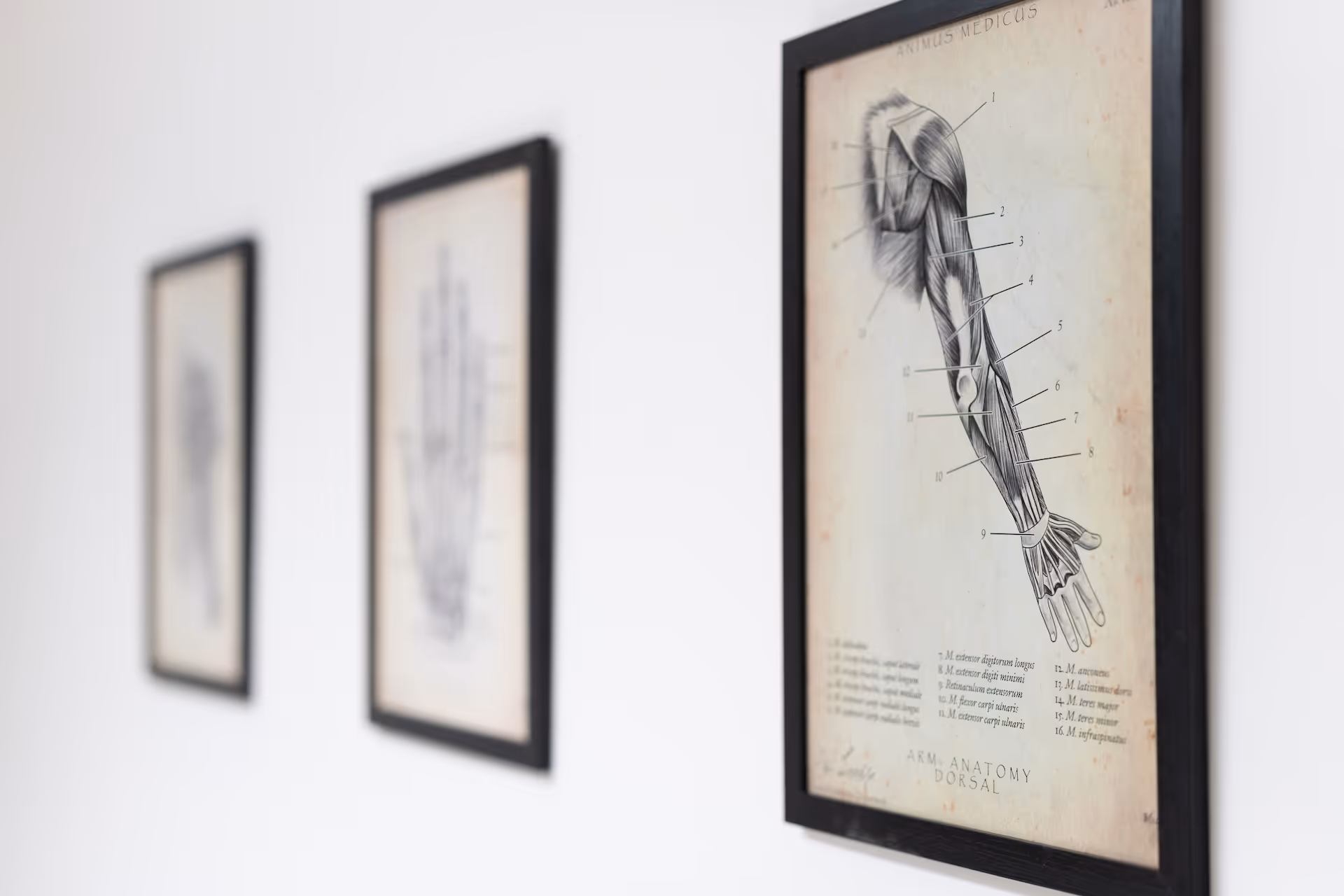 Drei Bilder an einer Wand, die anatomische Abbildungen von einer Hand und einer Schulter zeigen.