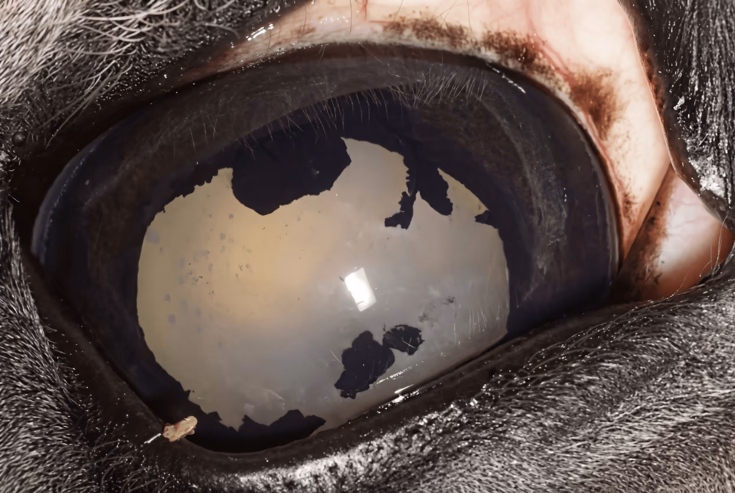 Webinar: Tratamiento médico y quirúrgico de la uveítis recurrente equina