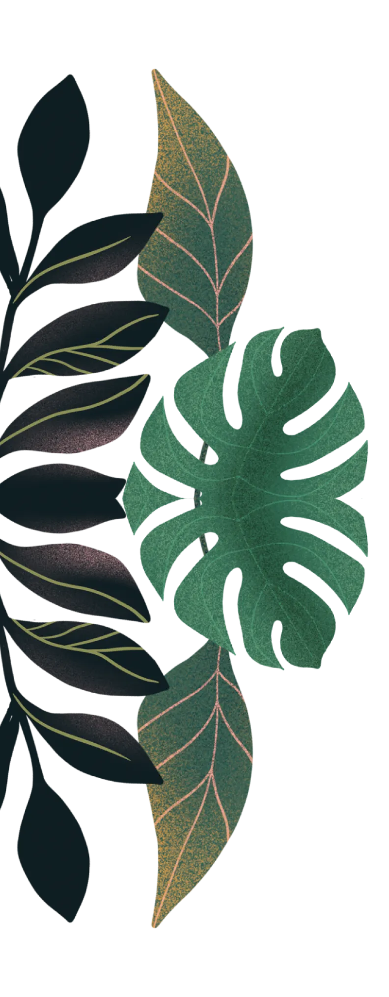 leaf illustration