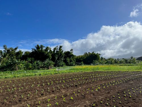 HIP Agriculture Hosts “Super Soil Health Symposium” to Strengthen Hawaiʻi’s Food Systems and Farmer Networks