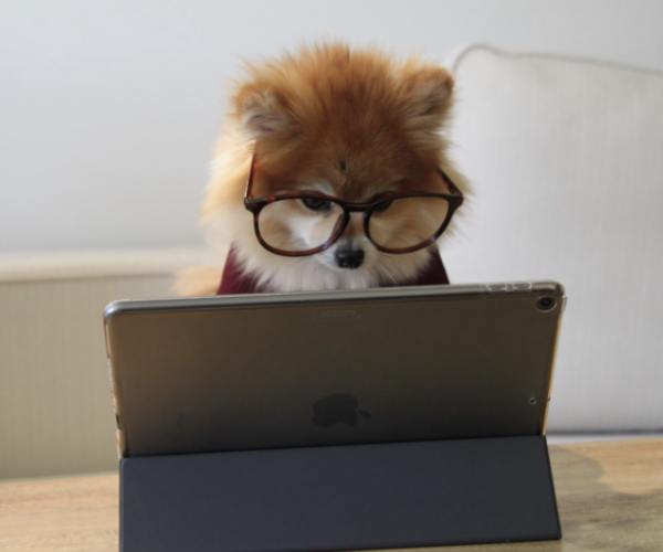 Pom dog on his Ipad ready for his zoom meeting ! (yes, it's that simple)