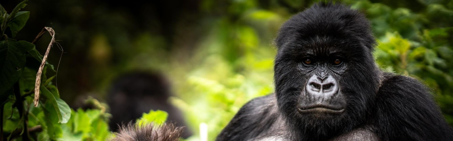 Signature Kollection Travel Expands its Portfolio with Exclusive Gorilla Safaris in Partnership with A&K Sanctuary and Wilderness
