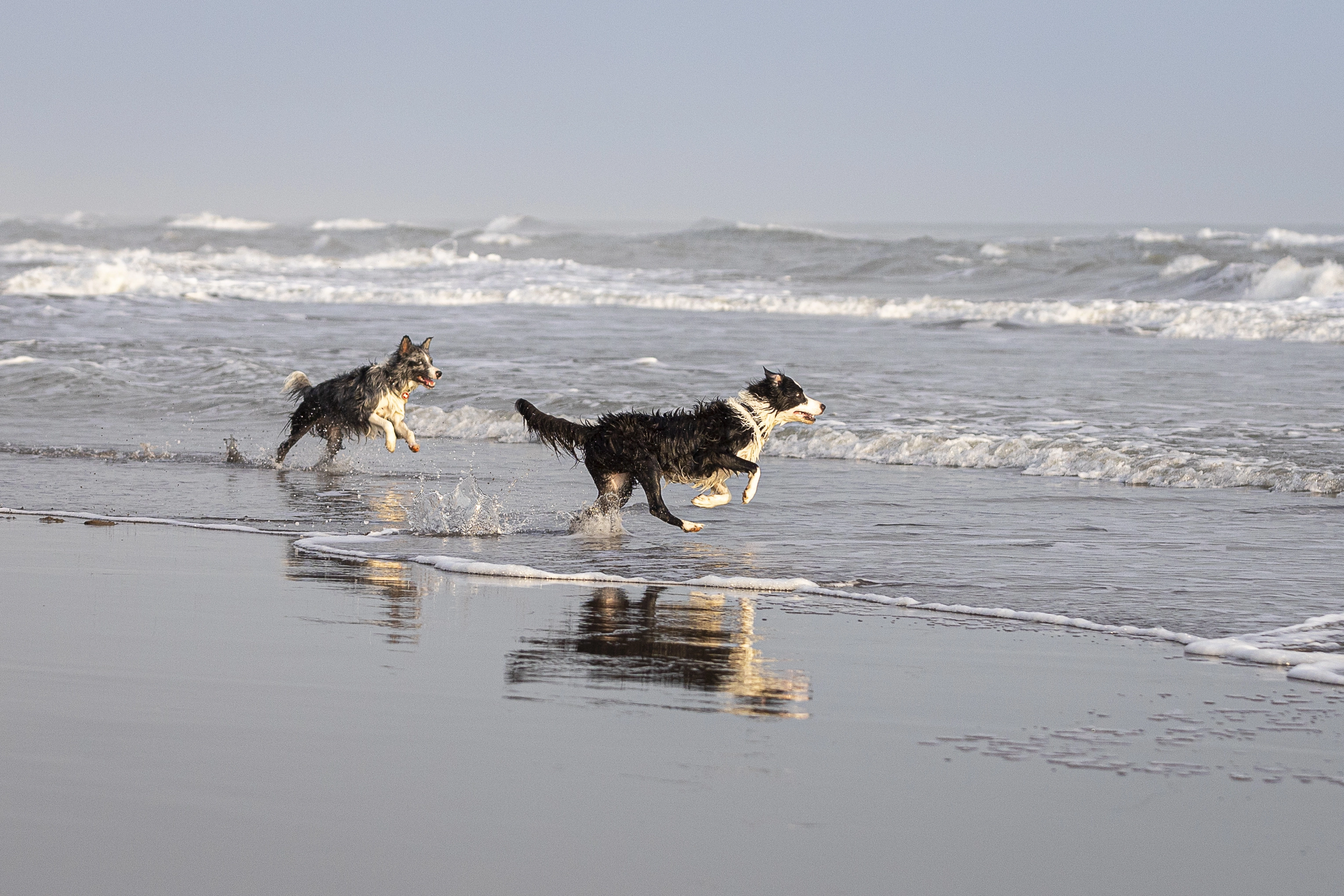 Zwei Hunde toben am Strand