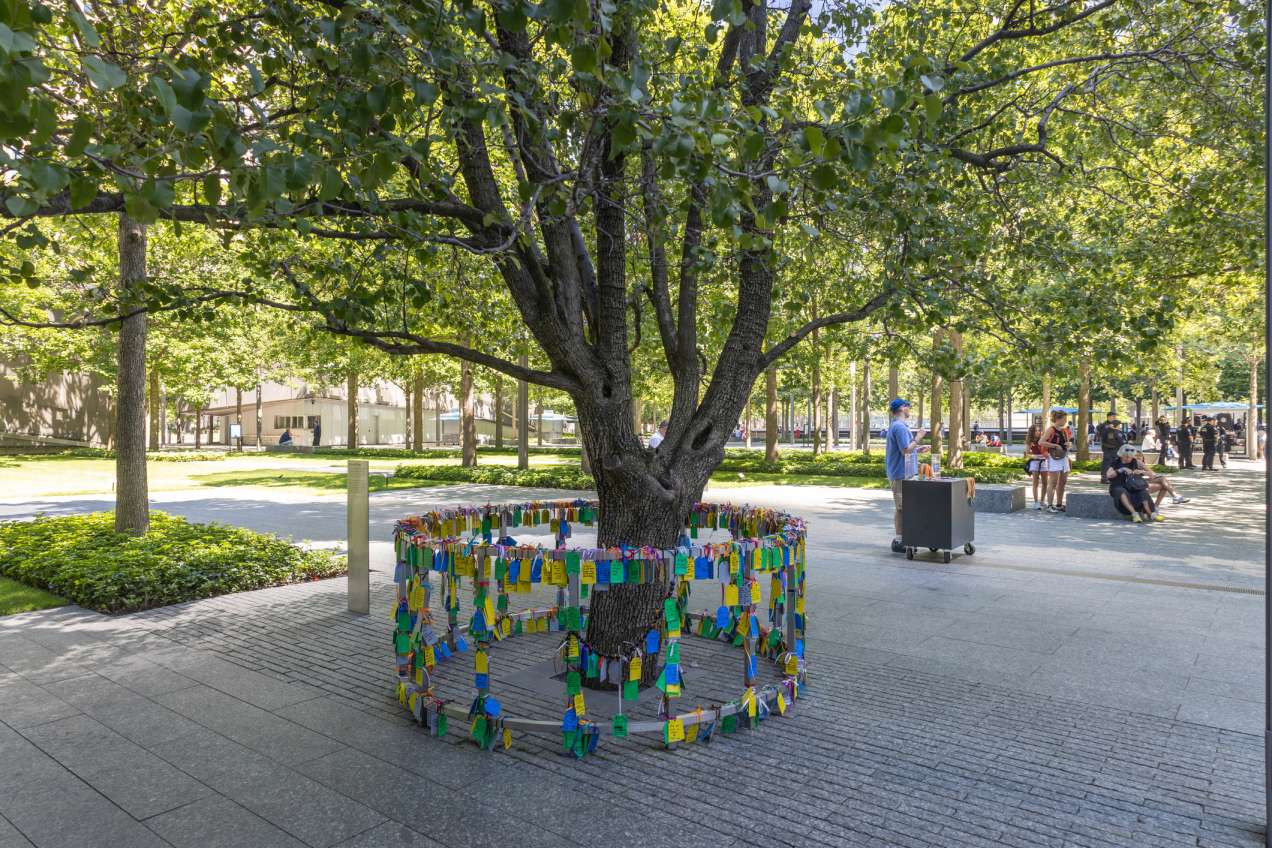 Survivor tree in Ground Zero NYC