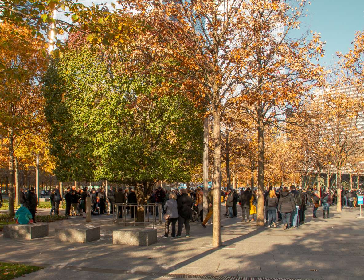 Survivor tree in Ground Zero Manhattan NYC