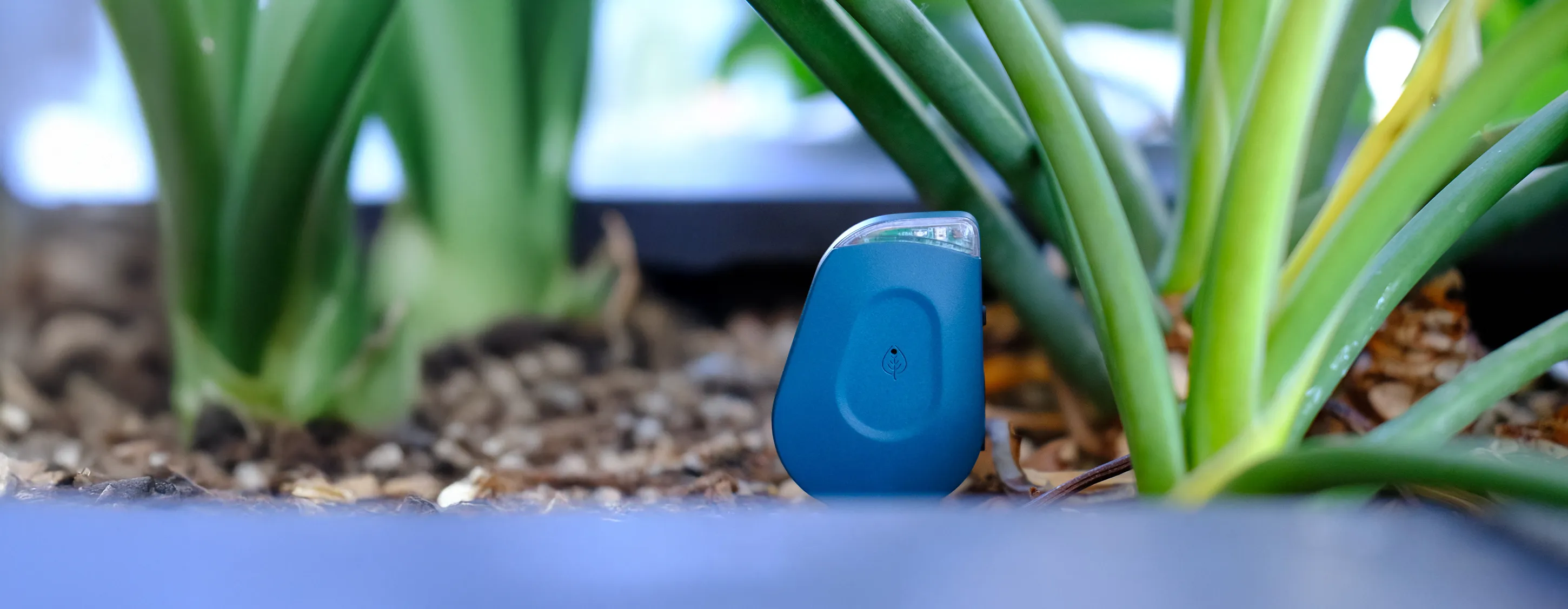 SmartyPlants sensor device in use with a houseplant.