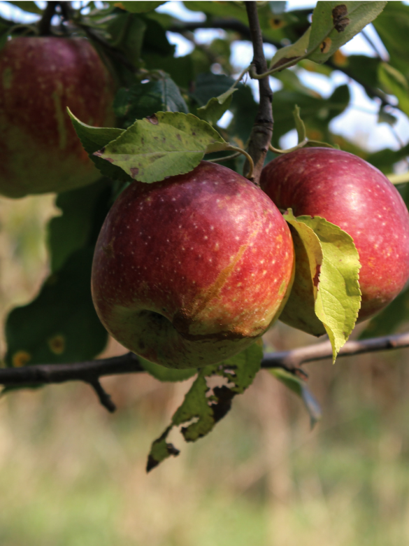 Apples hanging from a tree