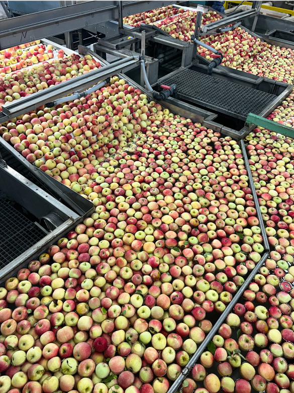 Apples on a conveyor belt