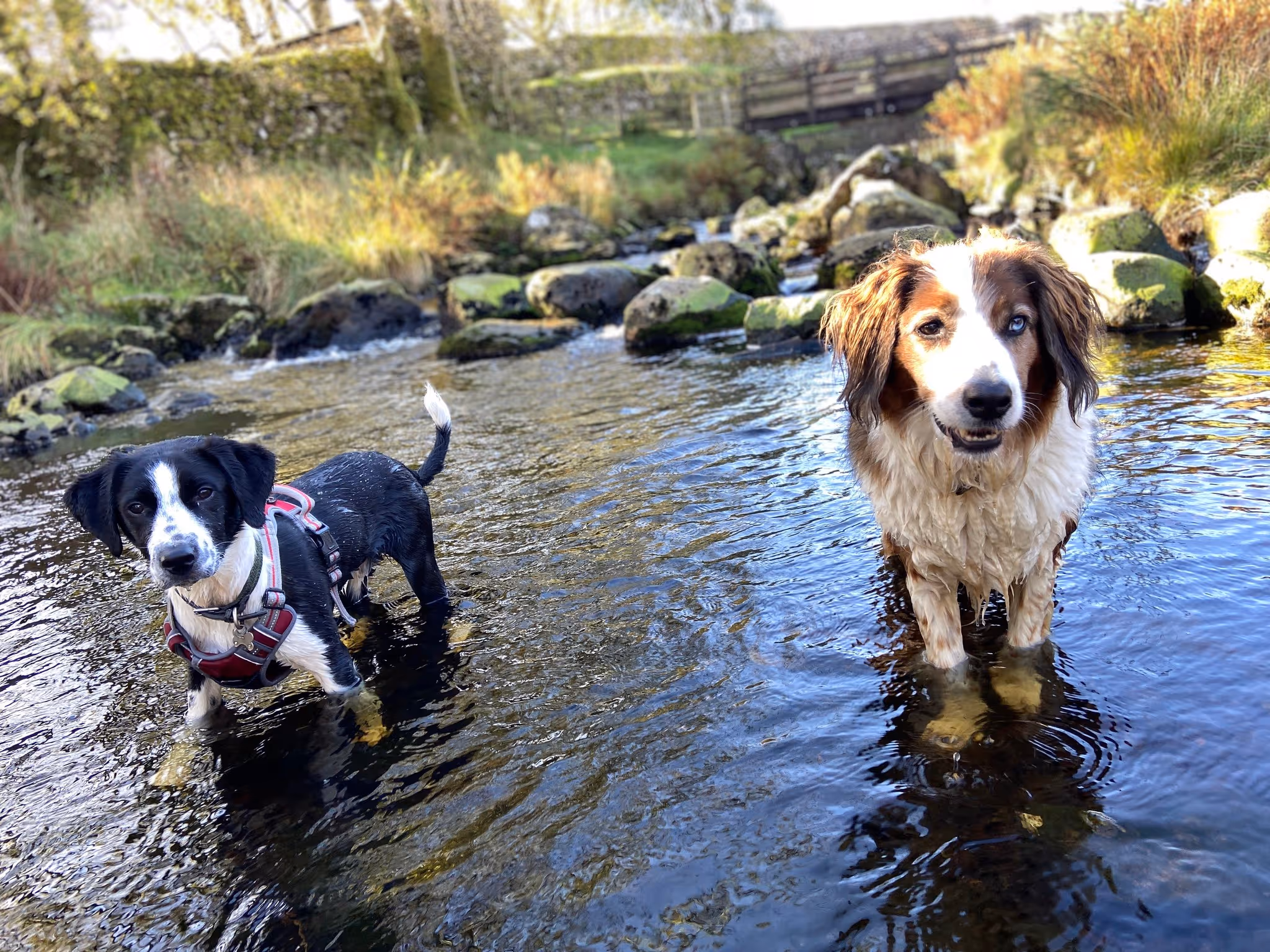 Two team dogs in the river