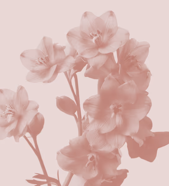 A decorative image for Larkspur Consulting. It's a minimal duotone image, peach on off white, of a delphinium flower in bloom. It has five petals and few leaves on longer stems. It's elegant and subtle. Delphinium flowers are also known as Larkspur.