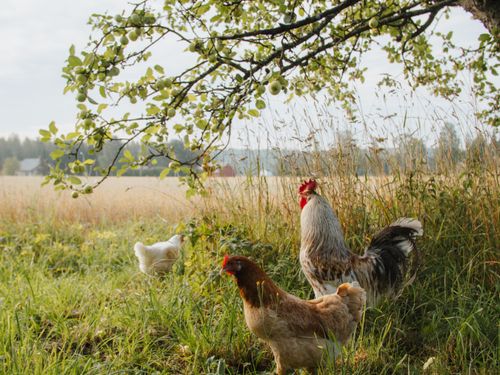Alpakka katsoo turpa edella kameraan.