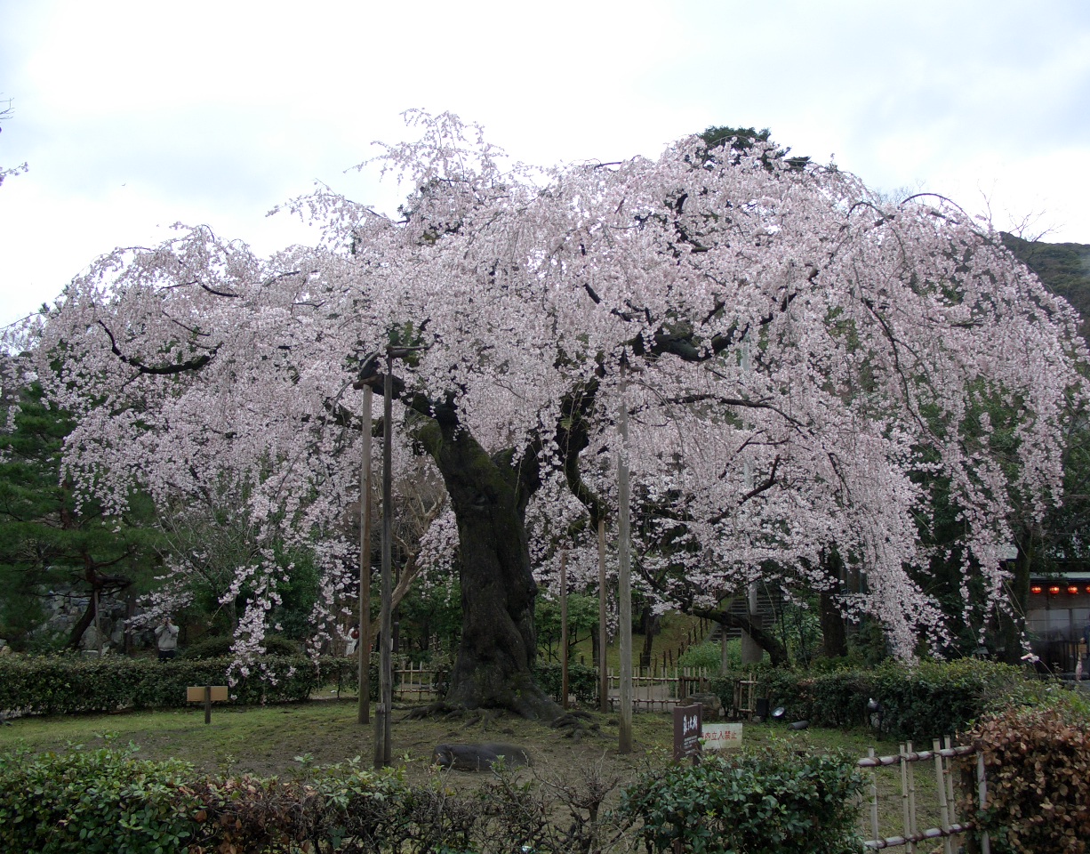 Maruyama Park Night Cherry Blossoms