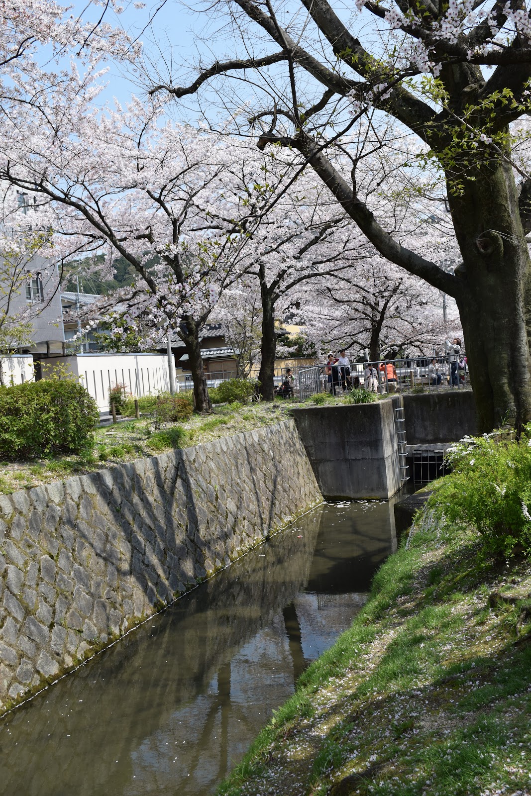 Philosopher's Path Cherry Blossoms