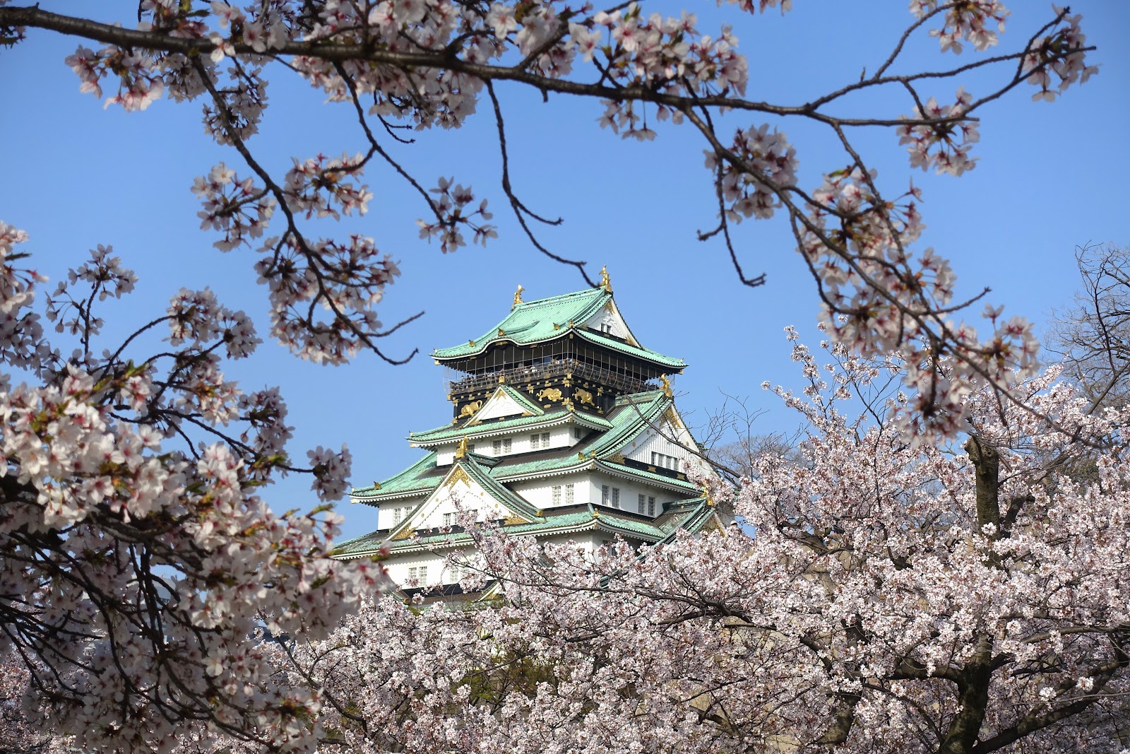 Osaka Castle Cherry Blossoms