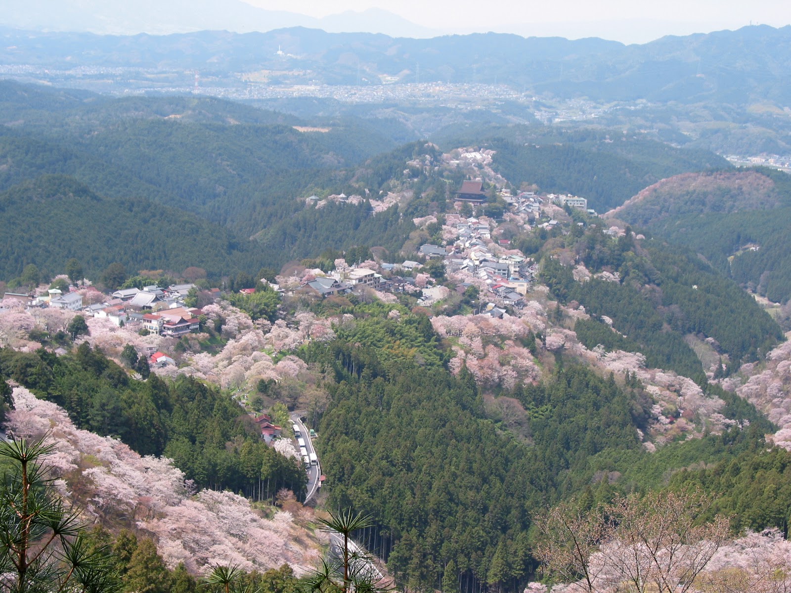 Mount Yoshino Cherry Blossoms