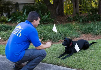 Dog Guard Local Pro training dog