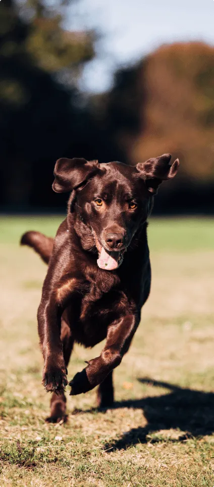 Dog running outside