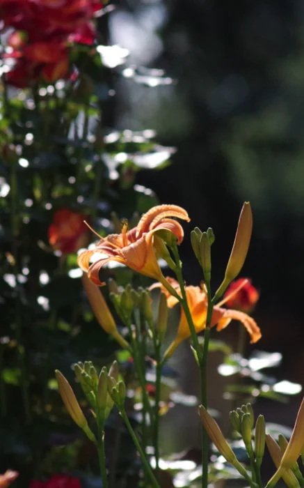 zator rodowe siedlisko lechja