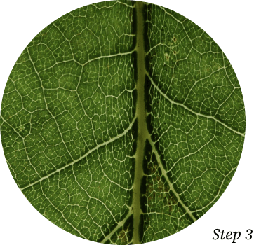 Close up of a leaf depicting texture
