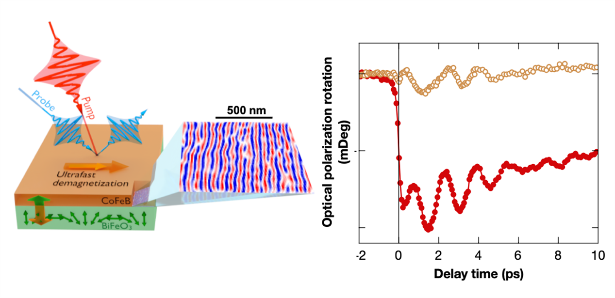 Experimental demonstration of terahertz spin information transfer to insulating antiferromagnets