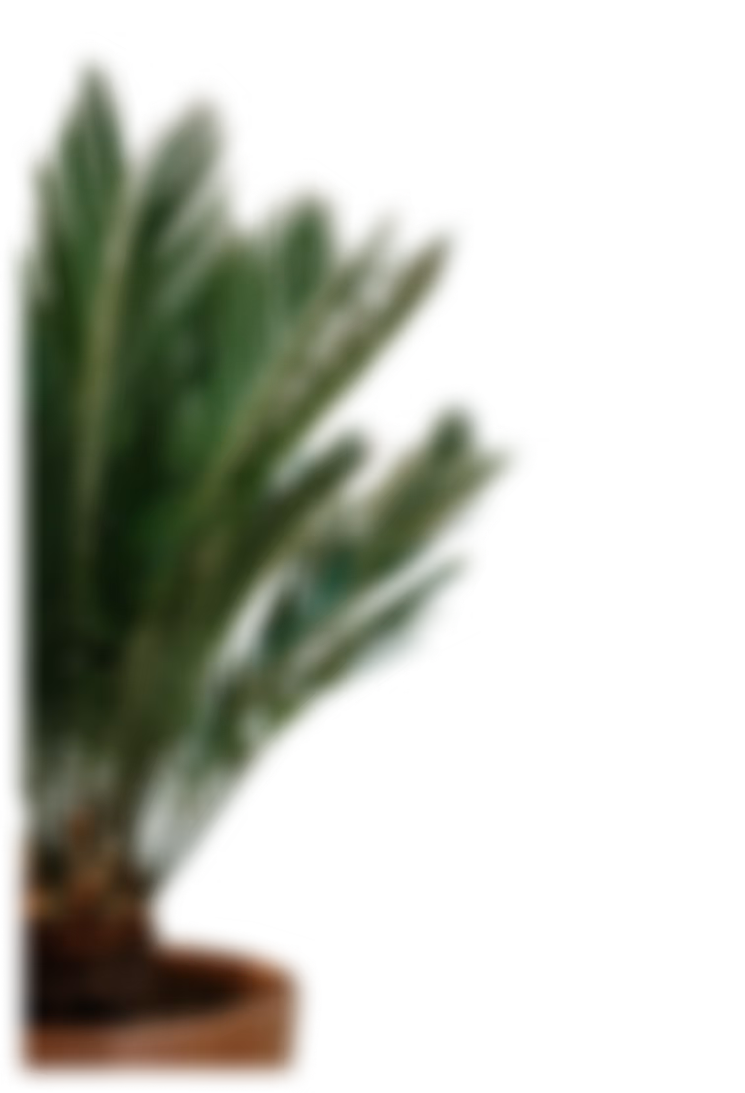 Green succulent plant with thick, elongated leaves in a brown pot.