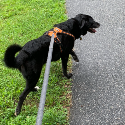 Black dog in orange harness walking on a leash
