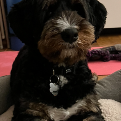 Dog settling calmly on their bed