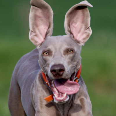 Dog running with ears flapping