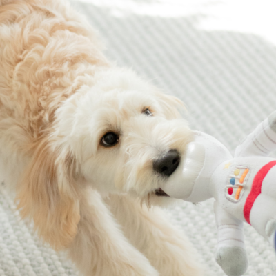 Dog playing tug of war with a soft toy