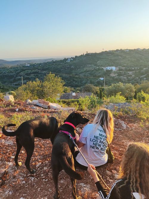 Two black dogs with pink collars beside two people sitting on rocky ground overlooking a green hilly landscape at sunset.