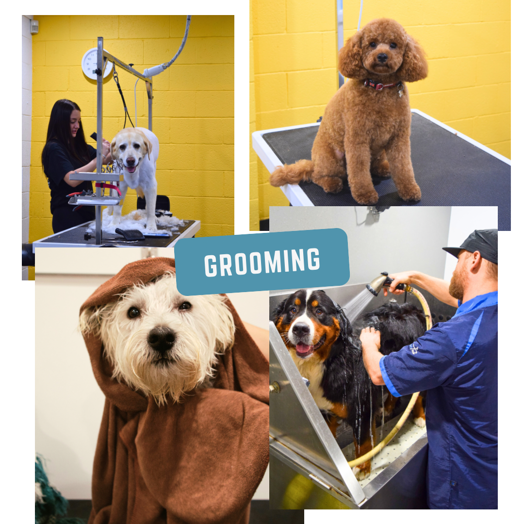 Collage of four images showing dog grooming: a groomer trimming a yellow Labrador, a brown poodle sitting on a grooming table, a small white dog wrapped in a brown towel, and a groomer washing a large Bernese mountain dog.