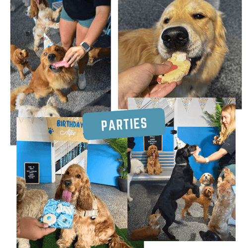 Collage of dogs wearing party hats enjoying treats and celebrating at a birthday party with people.