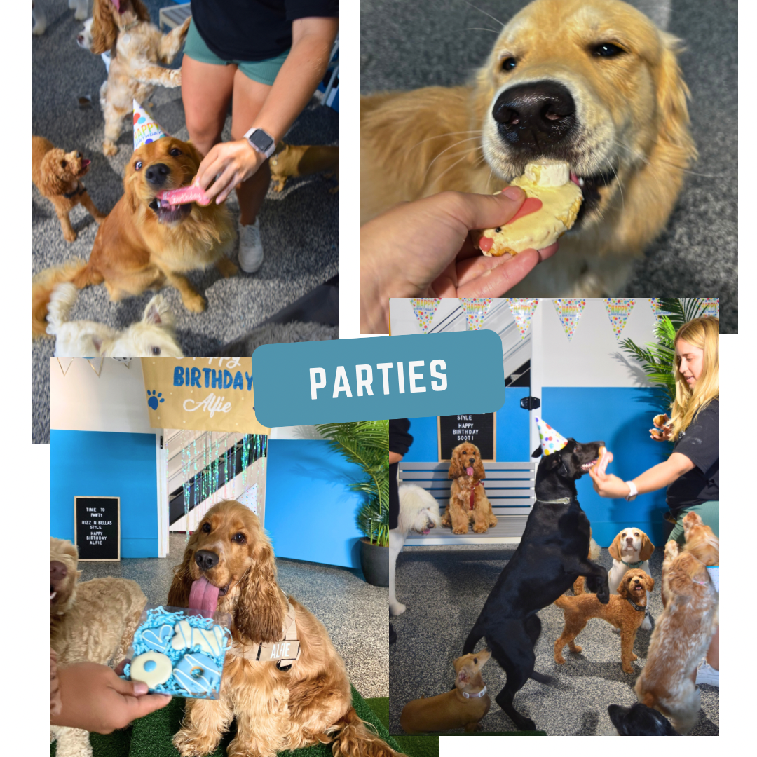 Collage of dogs wearing party hats enjoying treats and celebrating at a birthday party with people.